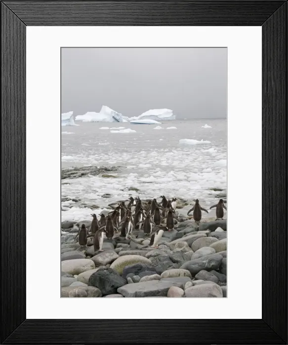 Framed Print : Gentoo penguins, Cuverville Island, Antarctic Peninsula, Antarctica, Polar Regions Framed Print : Gentoo penguins, Cuverville Island, Antarctic Peninsula, Antarctica, Polar Regions