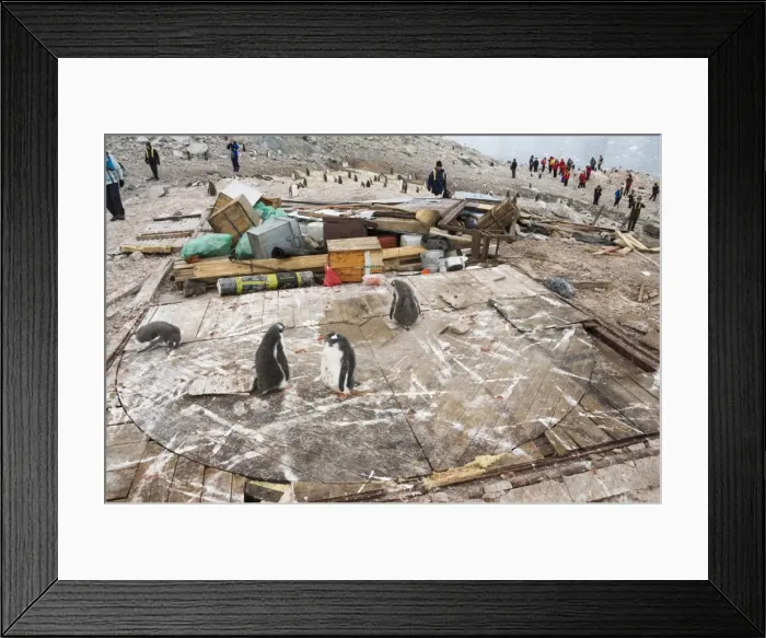 Framed Print : Gentoo penguins, remains of Argentine hut destroyed by severe wind, Neko Harbour Framed Print : Gentoo penguins, remains of Argentine hut destroyed by severe wind, Neko Harbour