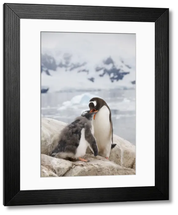 Framed Print : Gentoo penguin feeding chick, Neko Harbour, Antarctic Peninsula, Antarctica Framed Print : Gentoo penguin feeding chick, Neko Harbour, Antarctic Peninsula, Antarctica