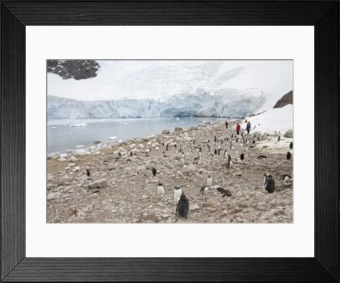 Framed Print : Gentoo penguins, Neko Harbour, Antarctic Peninsula, Antarctica, Polar Regions