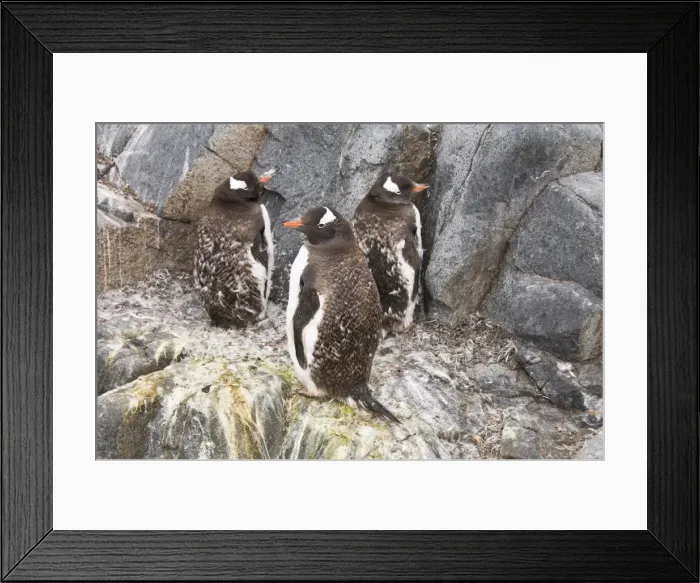 Framed Print : Moulting gentoo penguins, Jougla Point near Port Lockroy, Antarctic Peninsula Framed Print : Moulting gentoo penguins, Jougla Point near Port Lockroy, Antarctic Peninsula