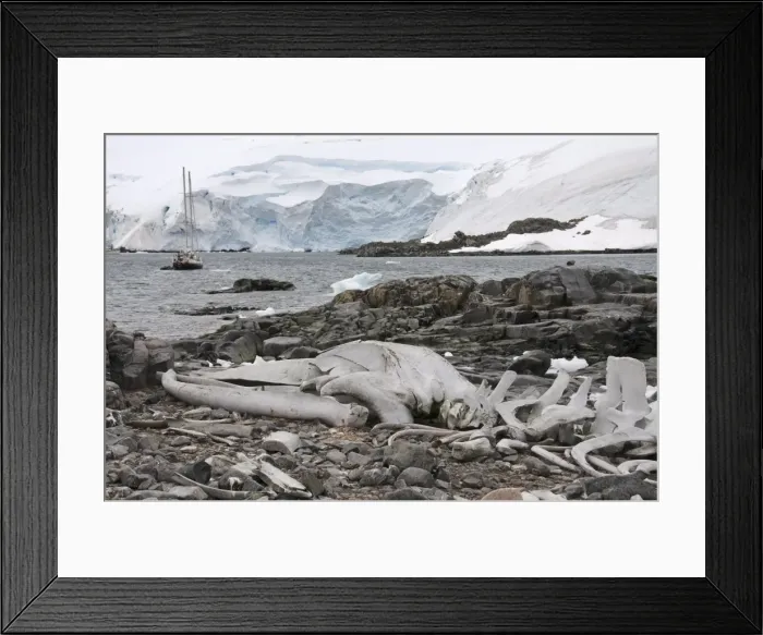 Framed Print : Old whale skeleton, Jougla Point near Port Lockroy, Antarctic Peninsula Framed Print : Old whale skeleton, Jougla Point near Port Lockroy, Antarctic Peninsula