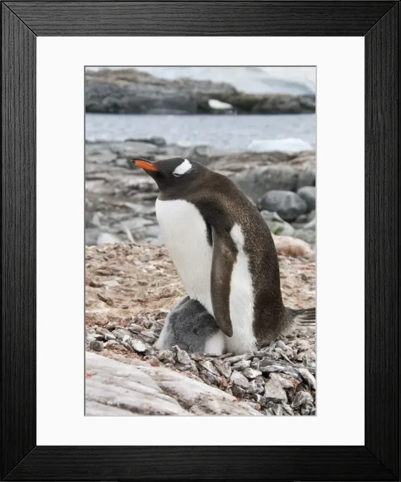 Framed Print : Gentoo penguin with young chicks, Jougla Point near Port Lockroy, Antarctic Peninsula Framed Print : Gentoo penguin with young chicks, Jougla Point near Port Lockroy, Antarctic Peninsula