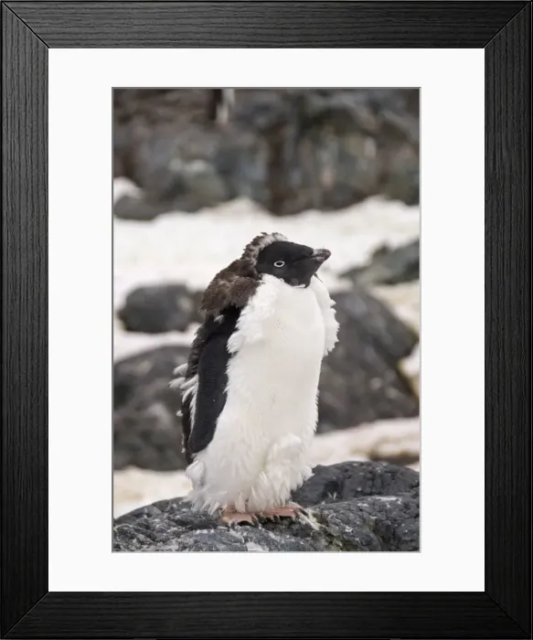 Framed Print : Adelie penguin moulting, Yalour Island, Antarctic Peninsula, Antarctica, Polar Regions Framed Print : Adelie penguin moulting, Yalour Island, Antarctic Peninsula, Antarctica, Polar Regions