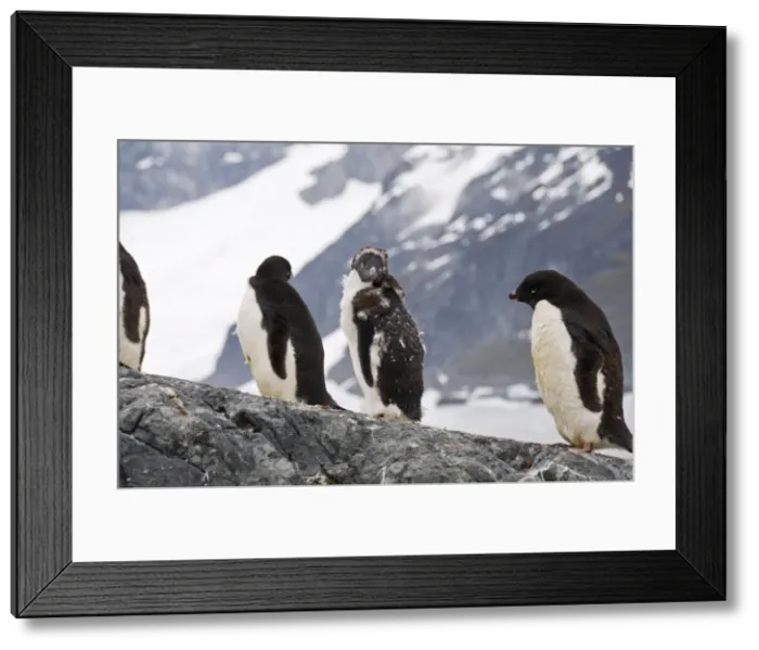 Framed Print : Adelie penguins moulting, Yalour Island, Antarctic Peninsula, Antarctica, Polar Regions Framed Print : Adelie penguins moulting, Yalour Island, Antarctic Peninsula, Antarctica, Polar Regions