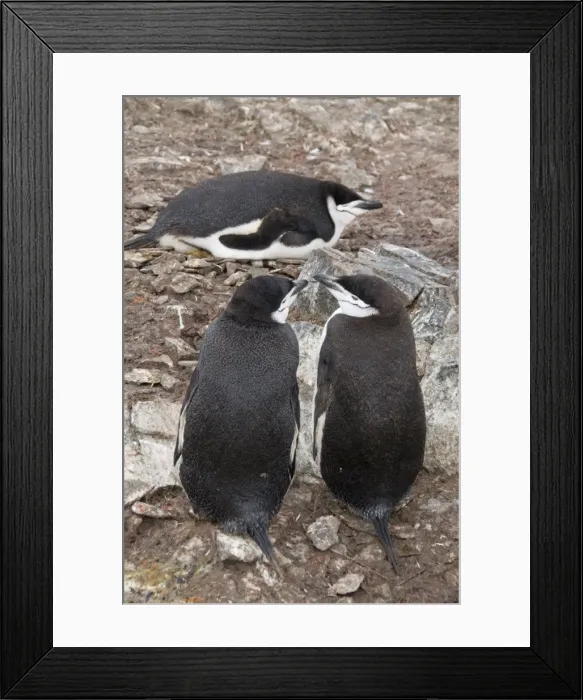 Framed Print : Chinstrap penguins, Hannah Point, Livingstone Island, South Shetland Islands Framed Print : Chinstrap penguins, Hannah Point, Livingstone Island, South Shetland Islands