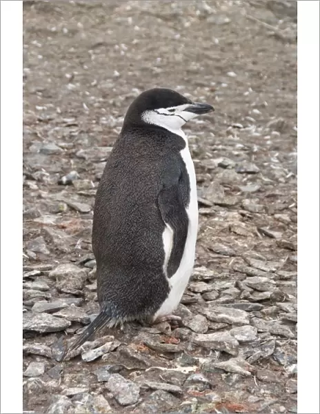 Chinstrap penguin, Hannah Point, Livingstone Island, South Shetland Islands