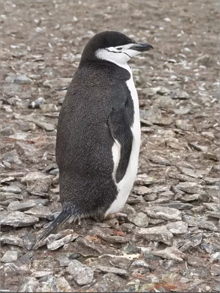 Chinstrap penguin, Hannah Point, Livingstone Island, South Shetland Islands