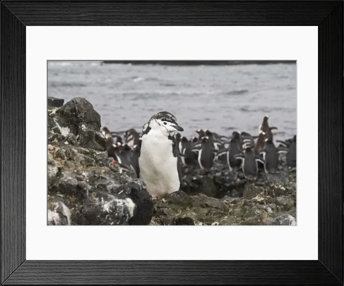 Framed Print : Moulting chinstrap penguin in foreground and gentoo penguins behind, Hannah Point Framed Print : Moulting chinstrap penguin in foreground and gentoo penguins behind, Hannah Point