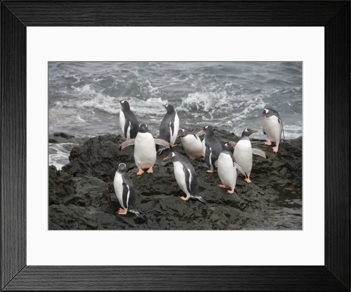 Framed Print : Gentoo penguins, Hannah Point, Livingstone Island, South Shetland Islands, Polar Regions Framed Print : Gentoo penguins, Hannah Point, Livingstone Island, South Shetland Islands, Polar Regions