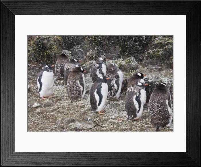Framed Print : Moulting gentoo penguins, Hannah Point, Livingstone Island, South Shetland Islands Framed Print : Moulting gentoo penguins, Hannah Point, Livingstone Island, South Shetland Islands