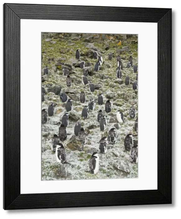 Framed Print : Moulting chinstrap penguins, Hannah Point, Livingstone Island, South Shetland Islands Framed Print : Moulting chinstrap penguins, Hannah Point, Livingstone Island, South Shetland Islands