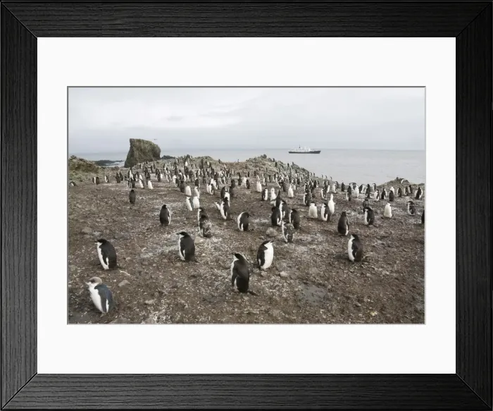 Framed Print : Chinstrap penguins, Hannah Point, Livingstone Island, South Shetland Islands Framed Print : Chinstrap penguins, Hannah Point, Livingstone Island, South Shetland Islands
