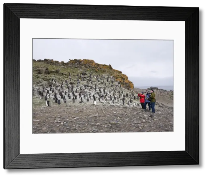 Framed Print : Moulting chinstrap penguins, Hannah Point, Livingstone Island, South Shetland Islands Framed Print : Moulting chinstrap penguins, Hannah Point, Livingstone Island, South Shetland Islands