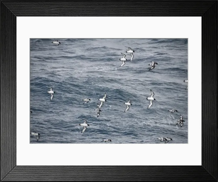 Framed Print : Cape petrels flying in the Drakes Passage, Argentina, South America Framed Print : Cape petrels flying in the Drakes Passage, Argentina, South America