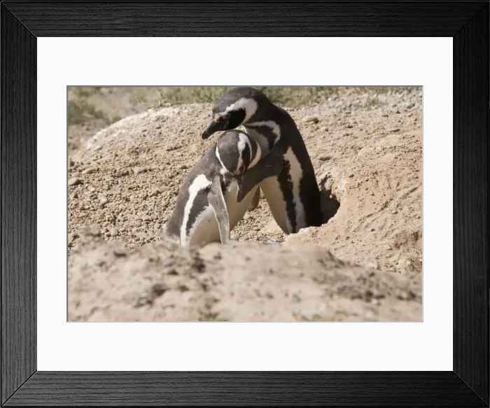 Framed Print : Magellanic penguins, Valdes Peninsula, Patagonia, Argentina, South America Framed Print : Magellanic penguins, Valdes Peninsula, Patagonia, Argentina, South America