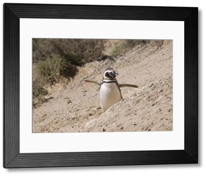 Framed Print : Magellanic penguin, Valdes Peninsula, Patagonia, Argentina, South America Framed Print : Magellanic penguin, Valdes Peninsula, Patagonia, Argentina, South America