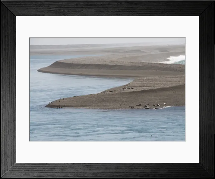 Framed Print : Elephant seal and comorants, Valdes Peninsula, Patagonia, Argentina, South America