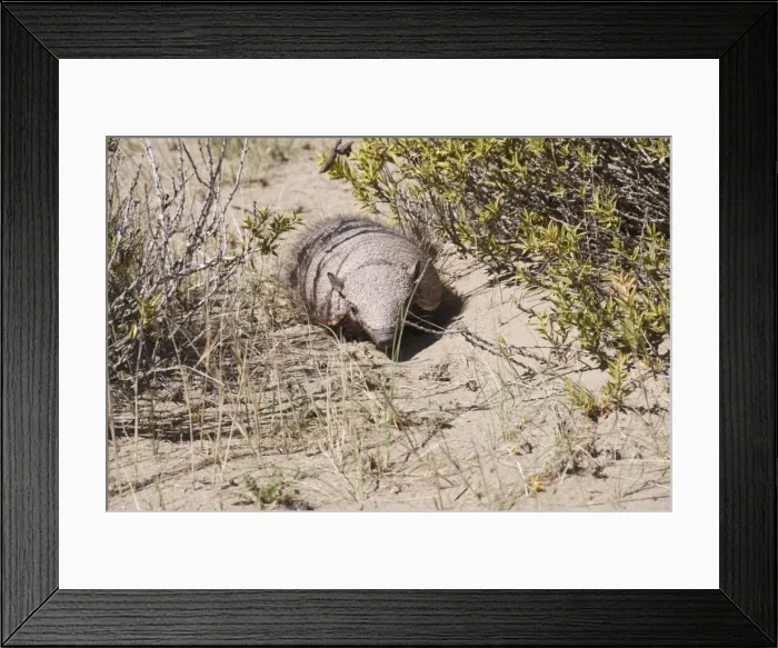 Framed Print : Armadillo, Valdes Peninsula, Patagonia, Argentina, South America Framed Print : Armadillo, Valdes Peninsula, Patagonia, Argentina, South America