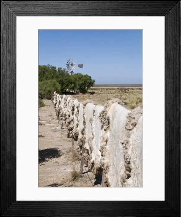 Framed Print : Sheepskins drying in the sun, Valdes Peninsula, Patagonia, Argentina, South America