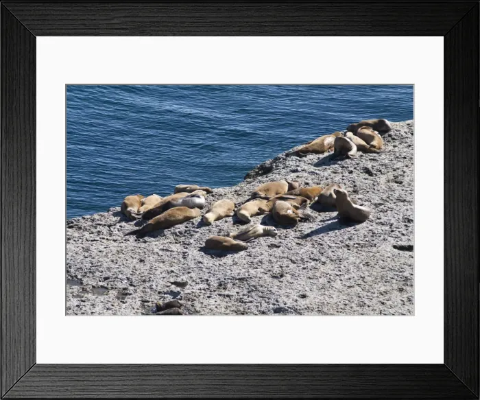 Framed Print : Sea lions, Valdes Peninsula, Patagonia, Argentina, South America