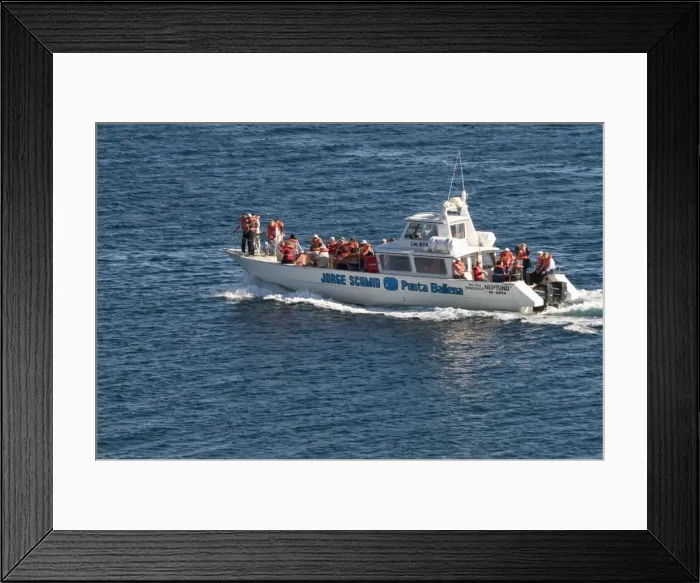 Framed Print : Tourist boat, Valdes Peninsula, Argentina, South America