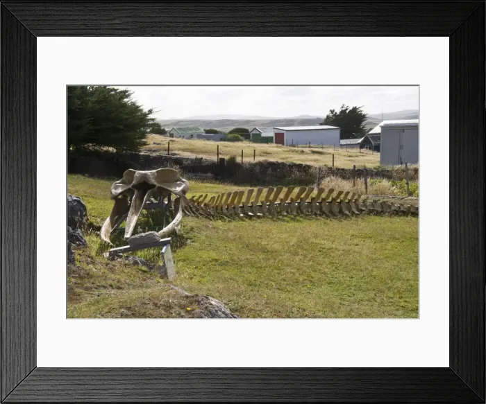 Framed Print : Whale skeleton in private garden, Port Stanley, Falkland Islands, South America Framed Print : Whale skeleton in private garden, Port Stanley, Falkland Islands, South America