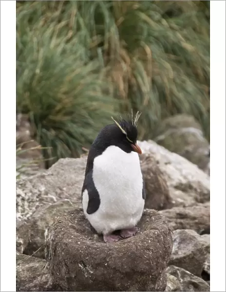 Rockhopper penguins, West Point Island, Falkland Islands, South America