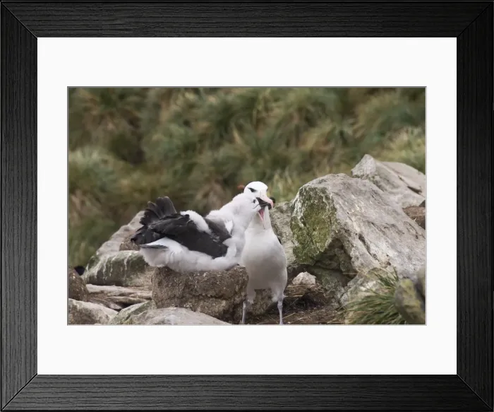Framed Print : Black browed albatross chick being fed by adult, West Point Island, Falkland Islands Framed Print : Black browed albatross chick being fed by adult, West Point Island, Falkland Islands