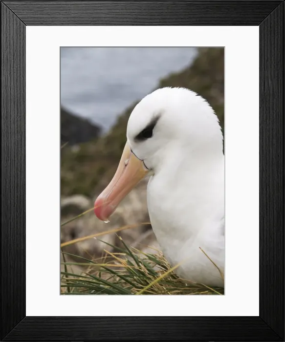 Framed Print : Black browed albatross, West Point Island, Falkland Islands, South America Framed Print : Black browed albatross, West Point Island, Falkland Islands, South America