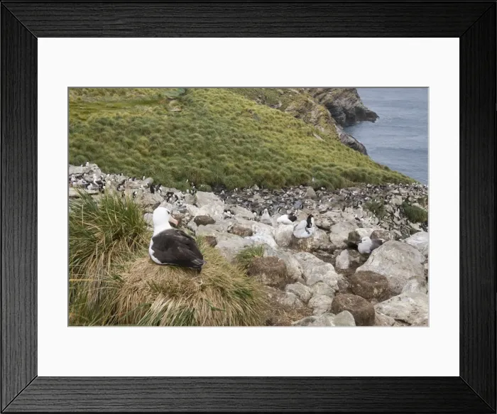 Framed Print : Black browed albatross, West Point Island, Falkland Islands, South America Framed Print : Black browed albatross, West Point Island, Falkland Islands, South America