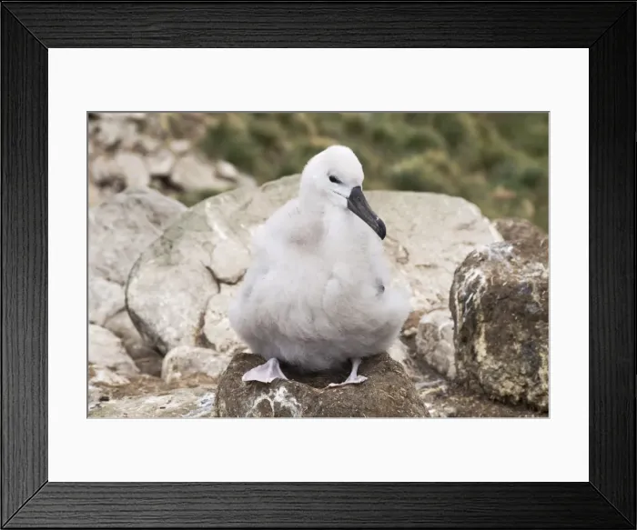 Framed Print : Black browed albatross chick, West Point Island, Falkland Islands, South America Framed Print : Black browed albatross chick, West Point Island, Falkland Islands, South America