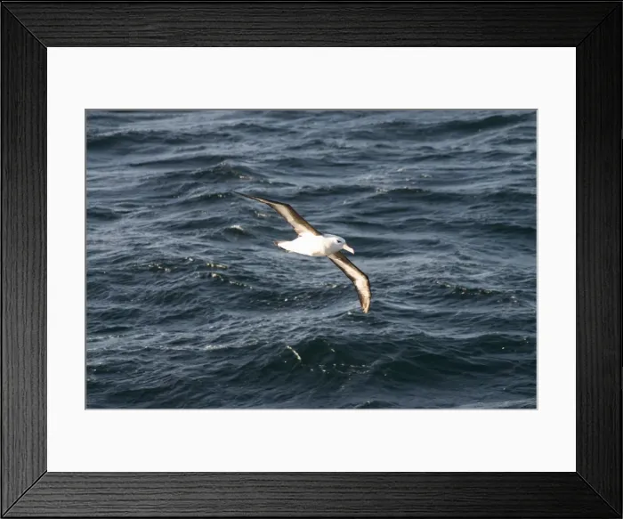 Framed Print : Albatross near Falkland Islands, South America Framed Print : Albatross near Falkland Islands, South America