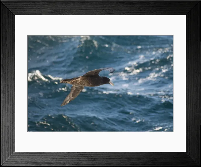 Framed Print : Giant petrel near Falkland Islands, South America Framed Print : Giant petrel near Falkland Islands, South America