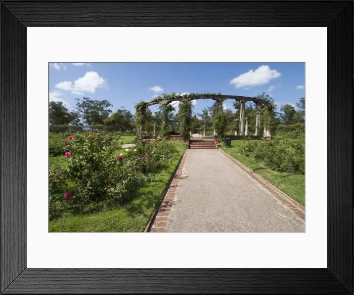 Framed Print : Rose Garden, Montevideo, Uruguay, South America