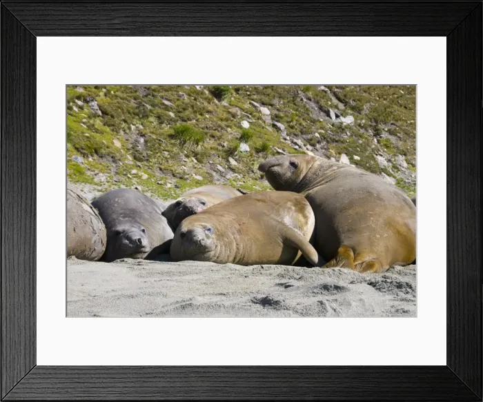 Framed Print : Elephant seals, Moltke Harbour, Royal Bay, South Georgia, South Atlantic