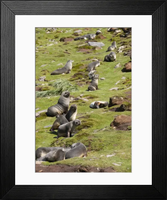 Framed Print : Fur seals, Moltke Harbour, Royal Bay, South Georgia, South Atlantic Framed Print : Fur seals, Moltke Harbour, Royal Bay, South Georgia, South Atlantic