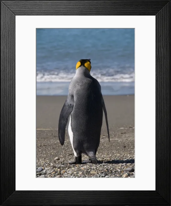 Framed Print : King penguins, Moltke Harbour, Royal Bay, South Georgia, South Atlantic Framed Print : King penguins, Moltke Harbour, Royal Bay, South Georgia, South Atlantic