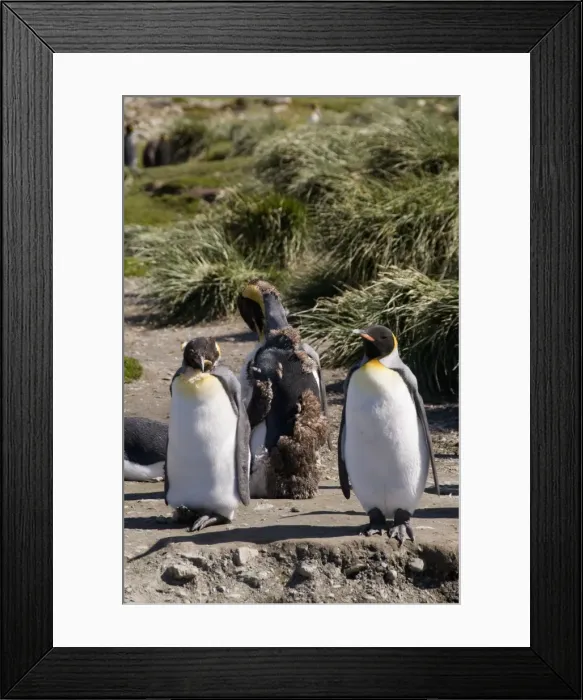 Framed Print : King penguins moulting, Moltke Harbour, Royal Bay, South Georgia, South Atlantic Framed Print : King penguins moulting, Moltke Harbour, Royal Bay, South Georgia, South Atlantic