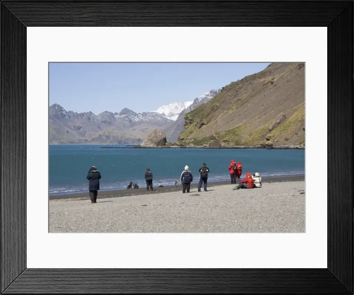 Framed Print : King penguins and fur seals, Moltke Harbour, Royal Bay, South Georgia, South Atlantic