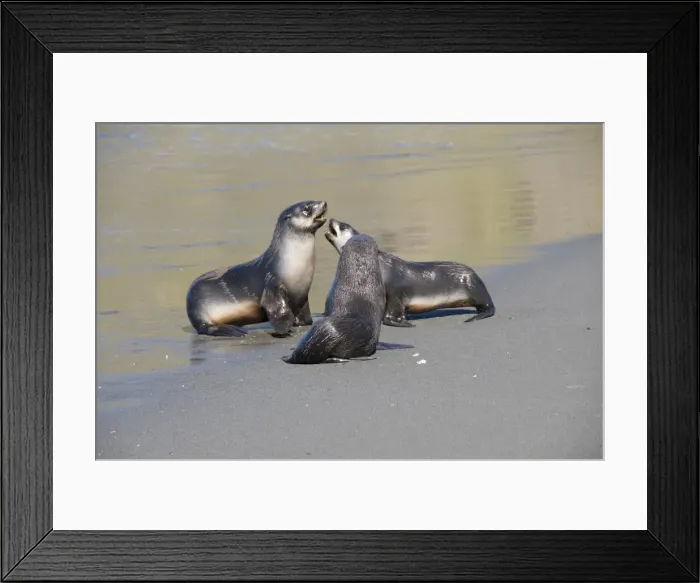 Framed Print : Fur seals, Moltke Harbour, Royal Bay, South Georgia, South Atlantic Framed Print : Fur seals, Moltke Harbour, Royal Bay, South Georgia, South Atlantic