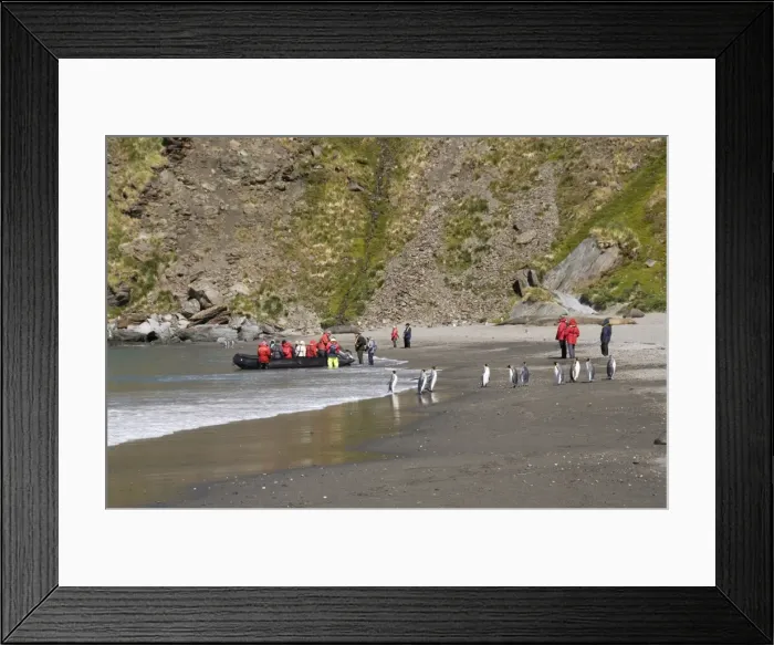 Framed Print : King penguins, Moltke Harbour, Royal Bay, South Georgia, South Atlantic Framed Print : King penguins, Moltke Harbour, Royal Bay, South Georgia, South Atlantic