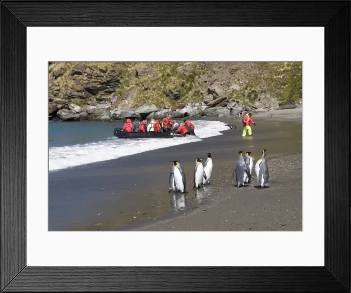 Framed Print : King penguins, Moltke Harbour, Royal Bay, South Georgia, South Atlantic Framed Print : King penguins, Moltke Harbour, Royal Bay, South Georgia, South Atlantic
