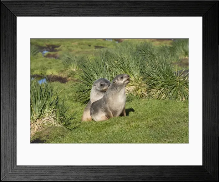 Framed Print : Fur seals, Grytviken, South Georgia, South Atlantic Framed Print : Fur seals, Grytviken, South Georgia, South Atlantic