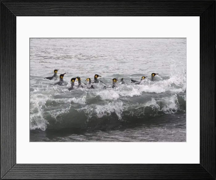 Framed Print : King penguins, St. Andrews Bay, South Georgia, South Atlantic Framed Print : King penguins, St. Andrews Bay, South Georgia, South Atlantic