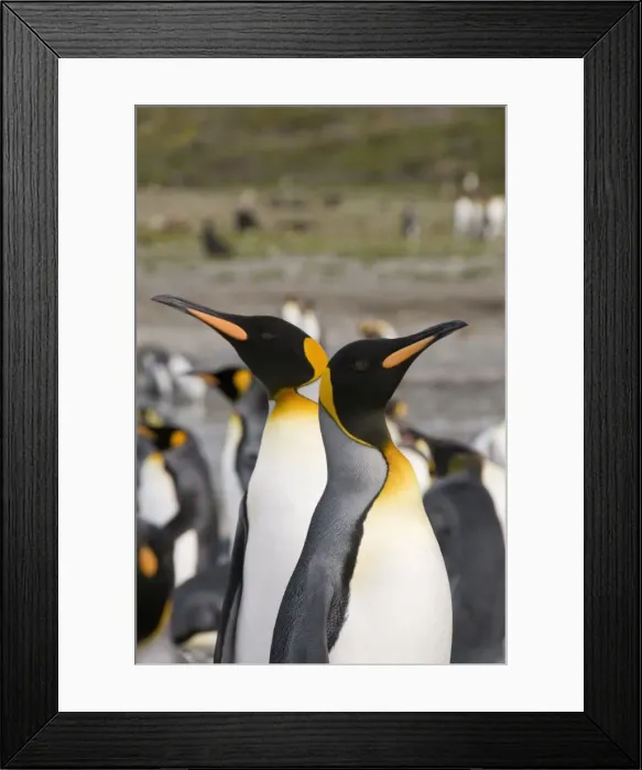 Framed Print : King penguins, St. Andrews Bay, South Georgia, South Atlantic Framed Print : King penguins, St. Andrews Bay, South Georgia, South Atlantic