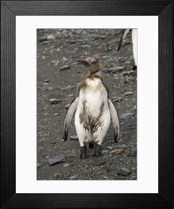 Framed Print : King penguin chick with brown feathers, St. Andrews Bay, South Georgia, South Atlantic Framed Print : King penguin chick with brown feathers, St. Andrews Bay, South Georgia, South Atlantic