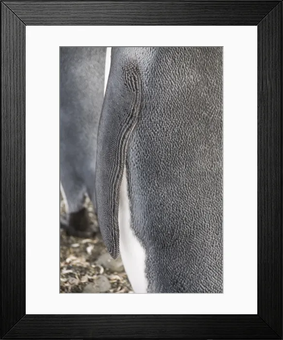 Framed Print : King penguins, St. Andrews Bay, South Georgia, South Atlantic Framed Print : King penguins, St. Andrews Bay, South Georgia, South Atlantic