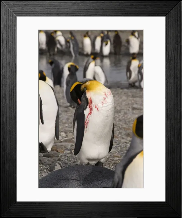 Framed Print : Injured king penguin, St. Andrews Bay, South Georgia, South Atlantic Framed Print : Injured king penguin, St. Andrews Bay, South Georgia, South Atlantic