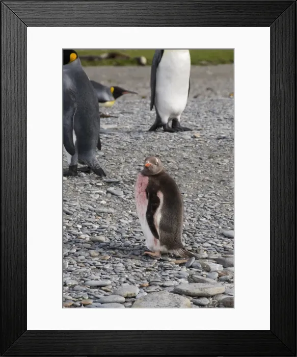 Framed Print : King penguin chick moulting, St. Andrews Bay, South Georgia, South Atlantic Framed Print : King penguin chick moulting, St. Andrews Bay, South Georgia, South Atlantic